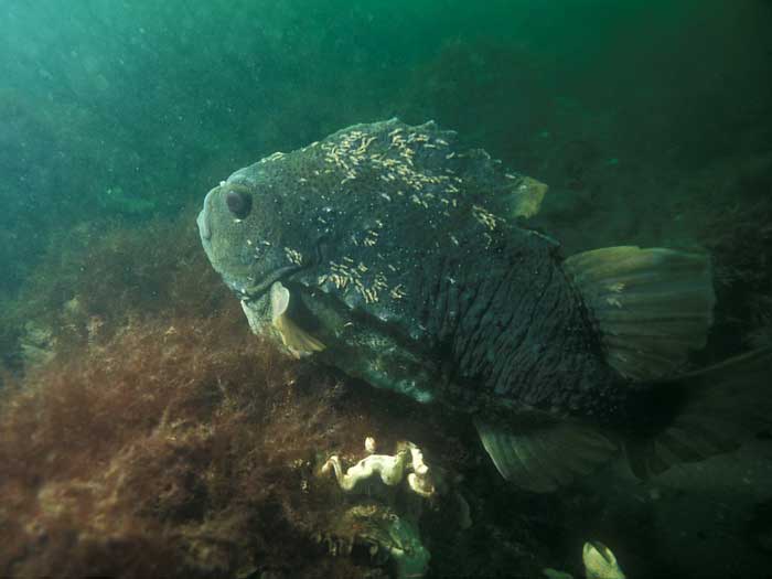 Рыба пинагор: большая присоска на брюхе и толстая кожа