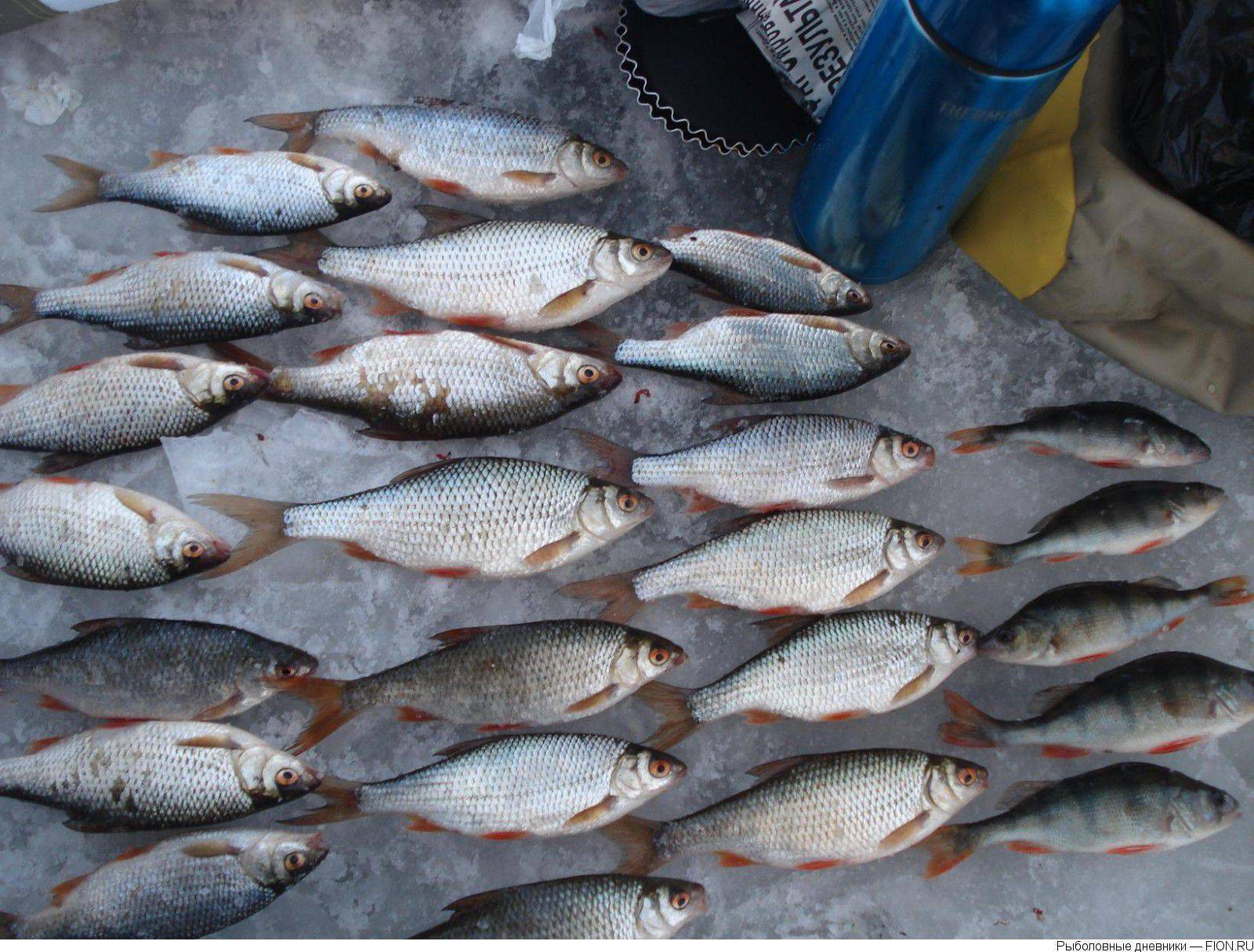 Рыбалка в пудышах: яузское водохранилище, карта с глубинами, рыболовные базы, отчеты, видео, ловля судака