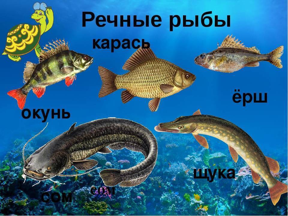 Представители группы рыбы: описание, фото и их особенности