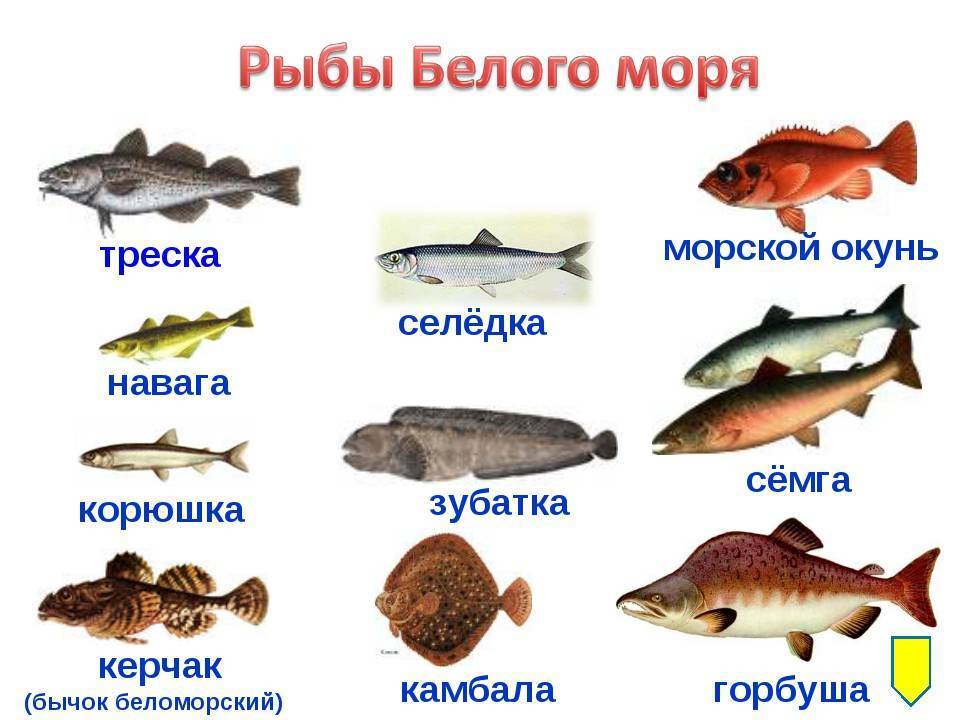 Рыбы красного моря. названия, описания и особенности рыб красного моря | животный мир