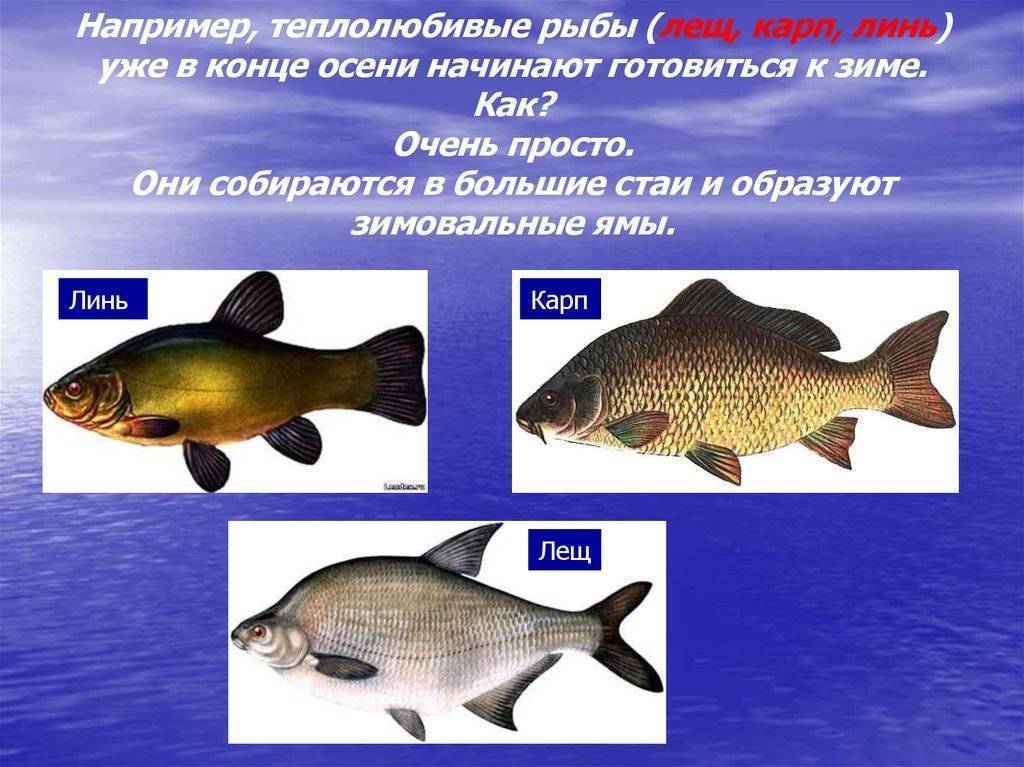 Как спят рыбы в аквариуме: фото и видео
как спят рыбы в аквариуме: фото и видео