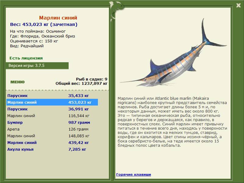 Марлин рыба. описание, особенности, виды и ловля марлина | животный мир