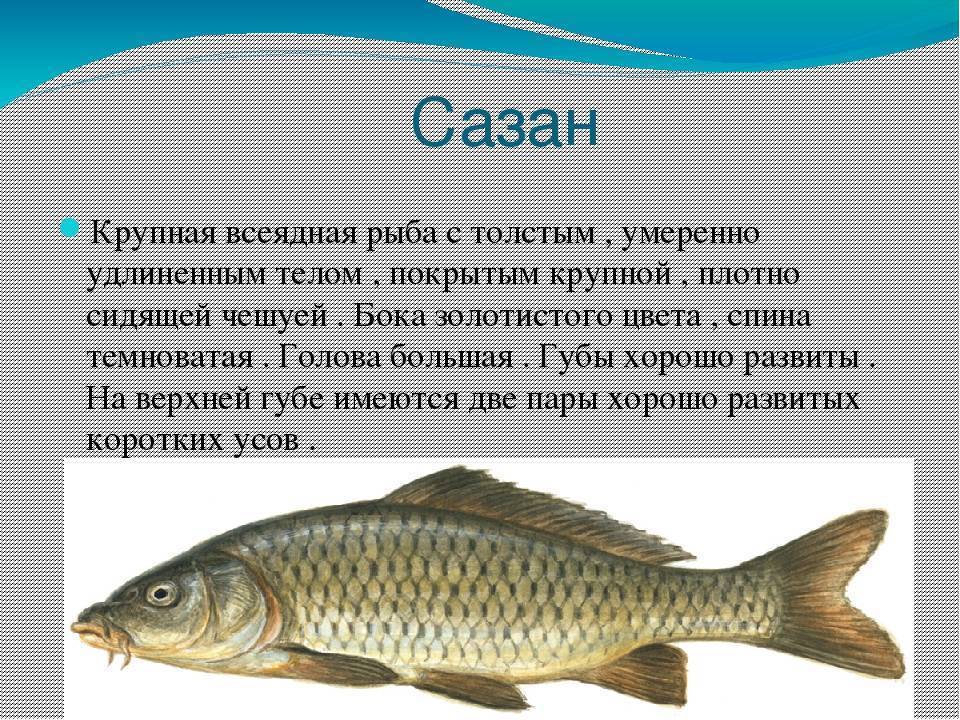 Красноглазка: что за рыба, где водится, описание, фото, польза