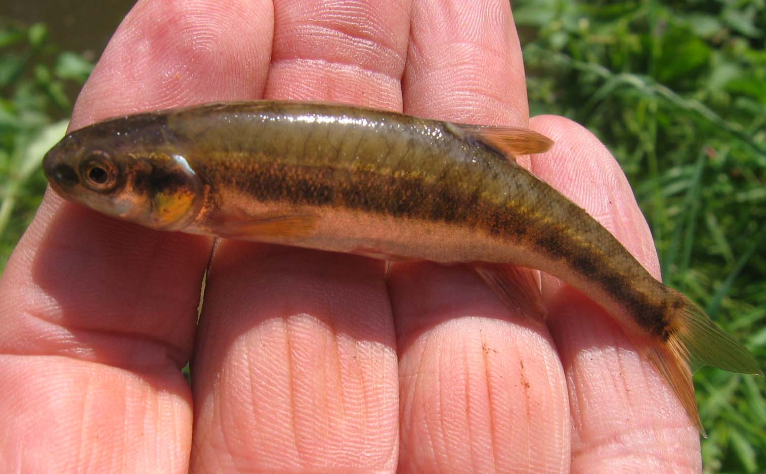 Рыба гольян обыкновенный: фото, описание, виды (речной, озерный)
