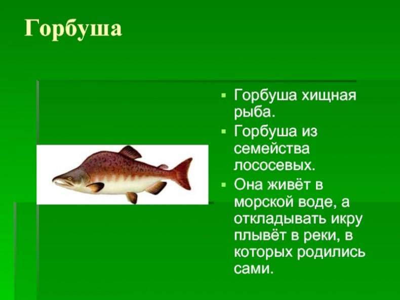 Горбуша: калорийность, польза и вред рыбы, полезные свойства для мужчин, беременных женщин и детей