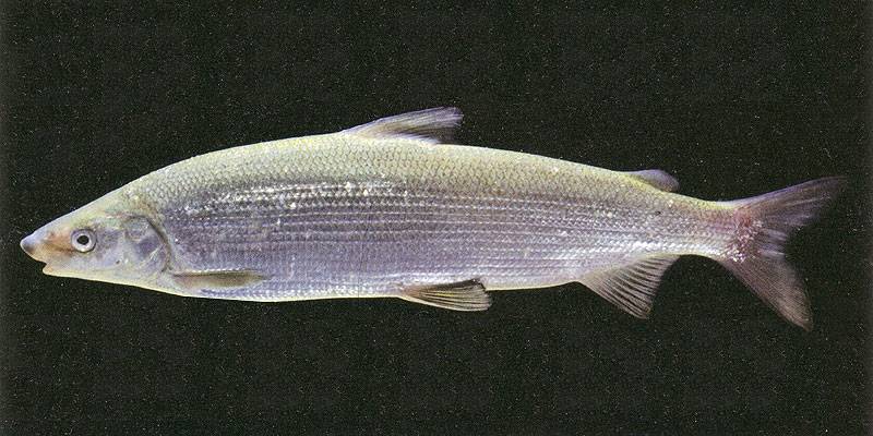 Рыба «форель итальянская» фото и описание
