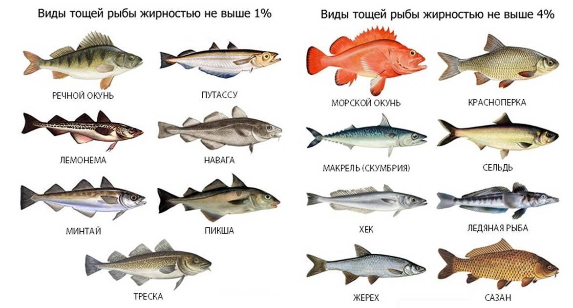 Виды и повадки форели