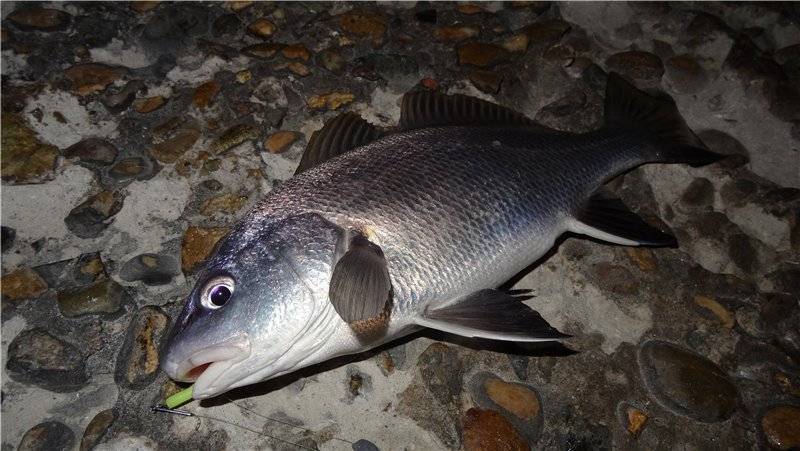 Горбыль пресноводный фото и описание – каталог рыб, смотреть онлайн