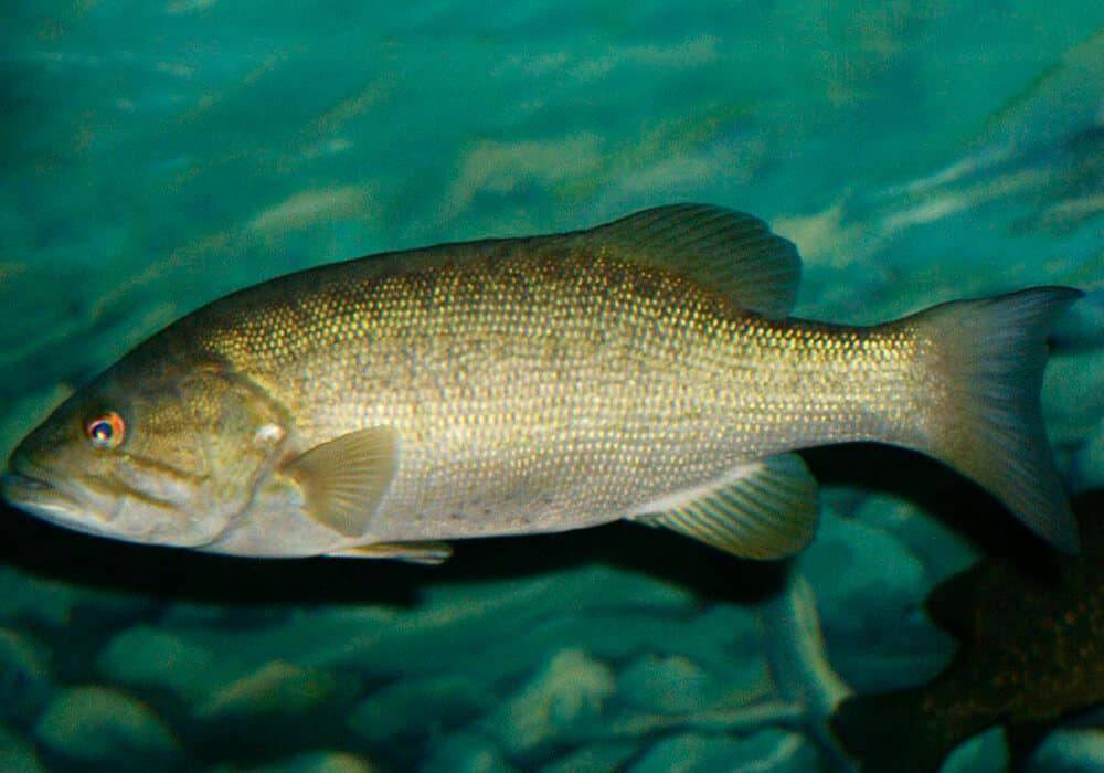 Рыба «Басс прибрежный» фото и описание