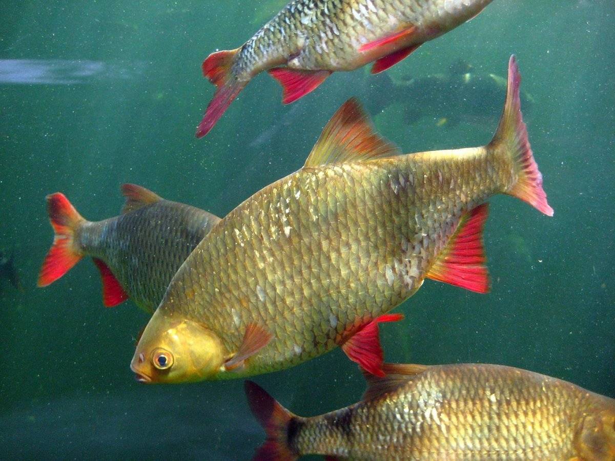 Плотва красная фото и описание – каталог рыб, смотреть онлайн