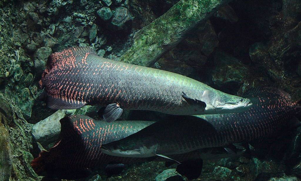 Самая большая рыба на амазонке | интересный сайт