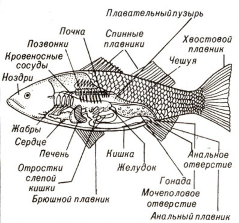 Для рыбалки – какое значение имеет боковая линия у рыб?