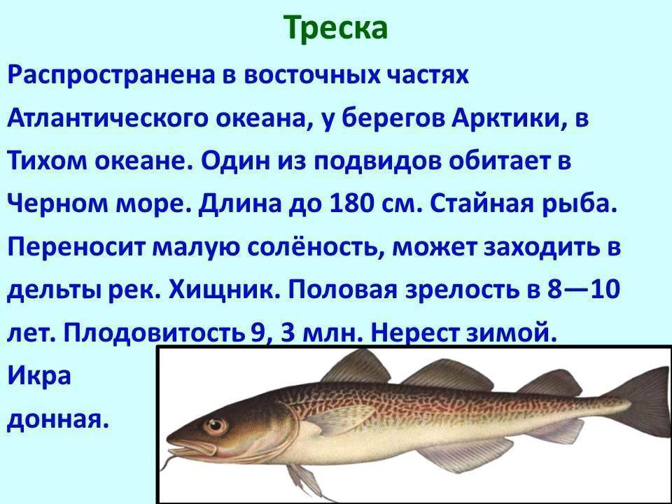 ᐉ треска розовая - рыбные рецепты - ✅ ribalka-snasti.ru