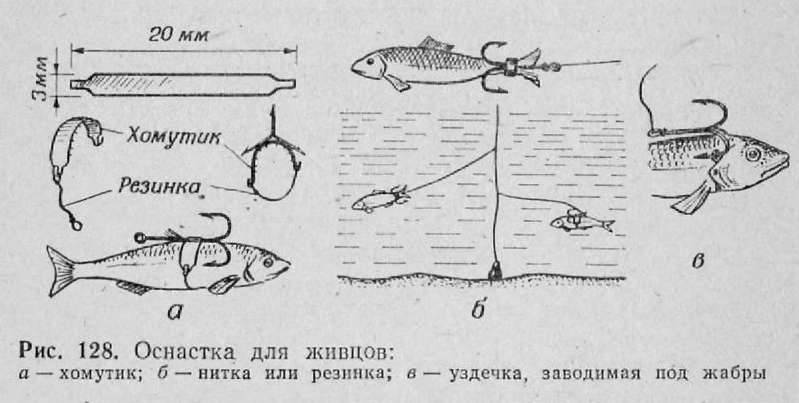 Классические способы насаживать живца на жерлицу