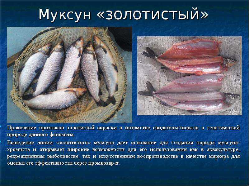 Рыба муксун фото и описание | где водится и как выглядит
