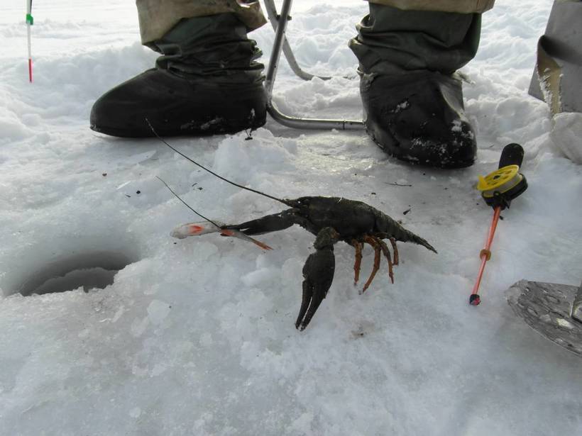 Ловля раков зимой: пища и среда обитания, как поймать их зимой подо льдом