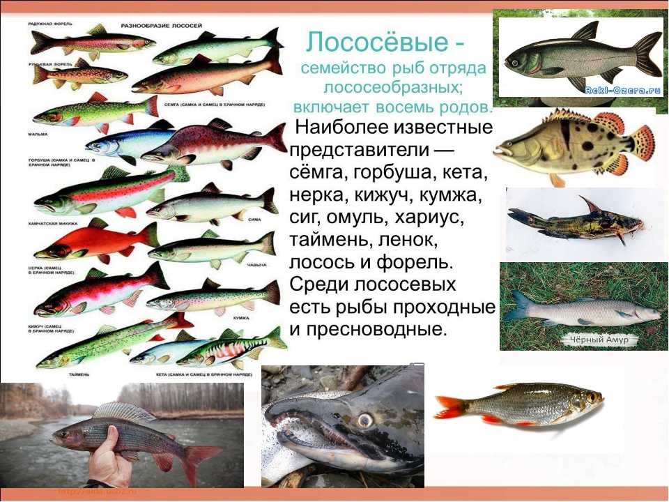 Рыба «бопс» фото и описание