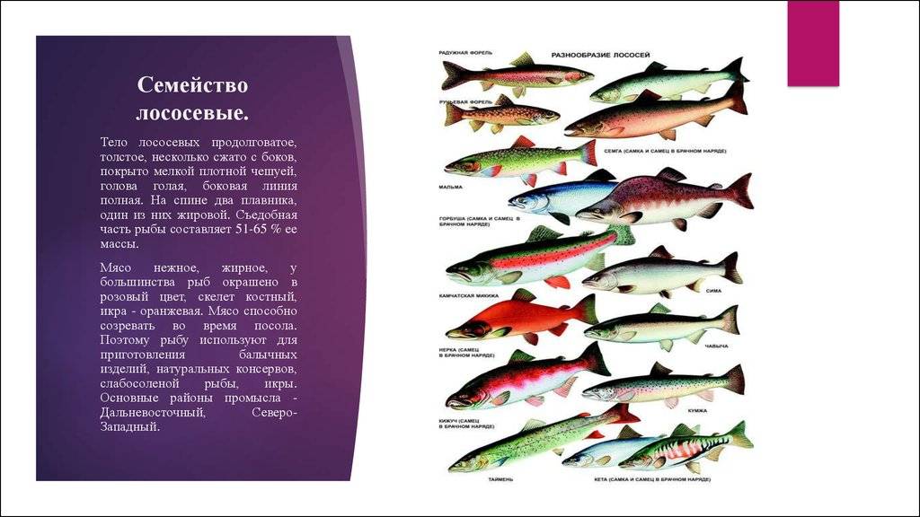Рыба «карась-многозуб морской» фото и описание