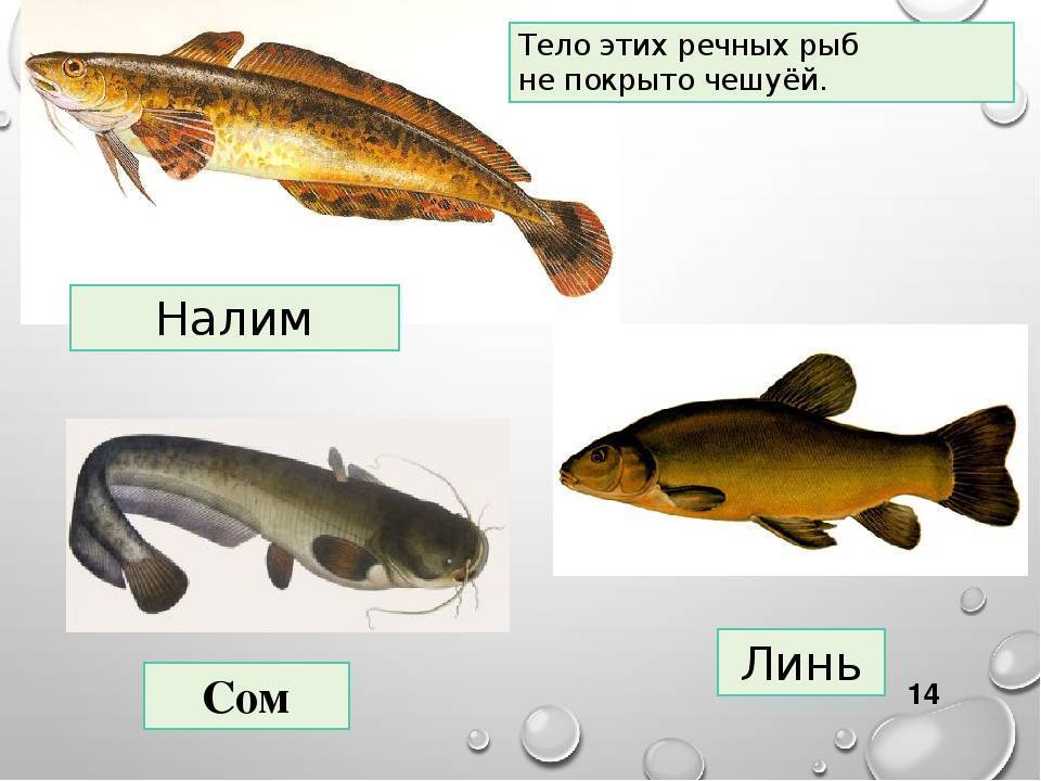 Налим, где живет, когда ловить, особенности поведения