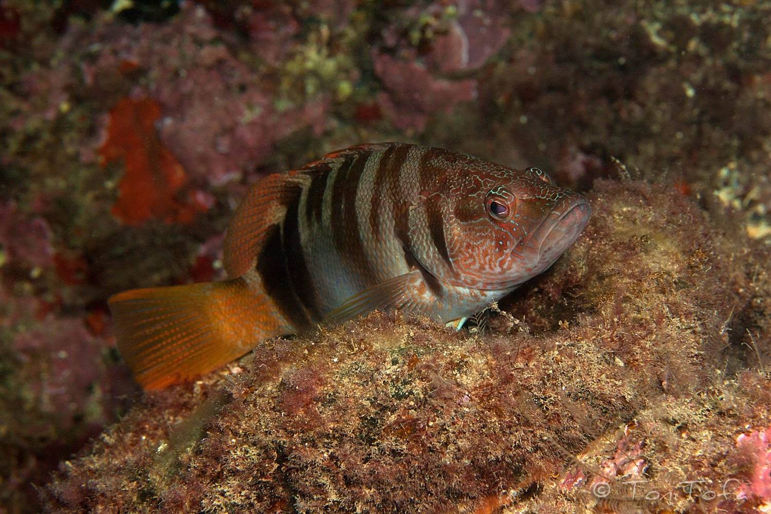 Каменный окунь-ханос фото и описание – каталог рыб, смотреть онлайн