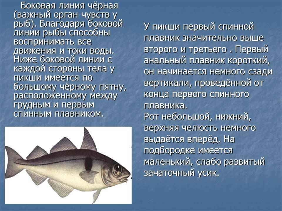 Черная кефаль или лобань: что за рыба, где водится, польза и вред