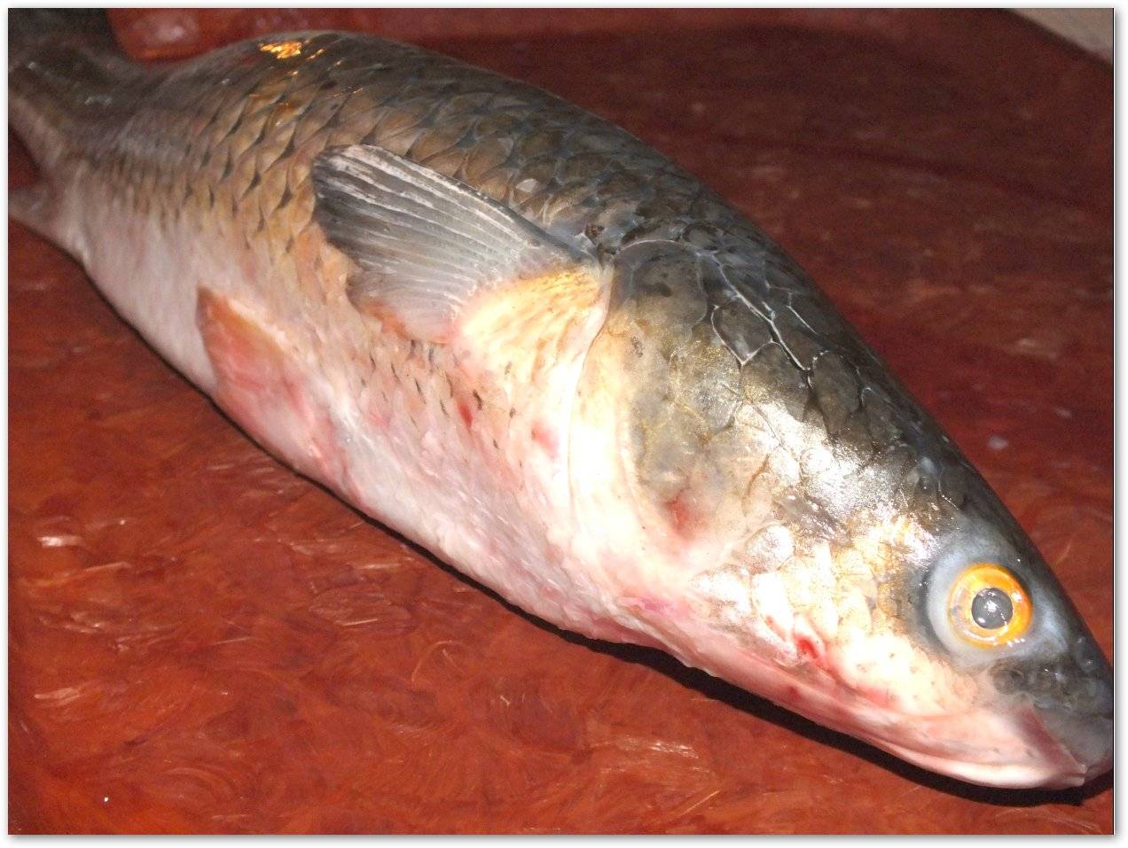 Пеленгас: описание рыбы, где водится, способы ловли и пищевая ценность