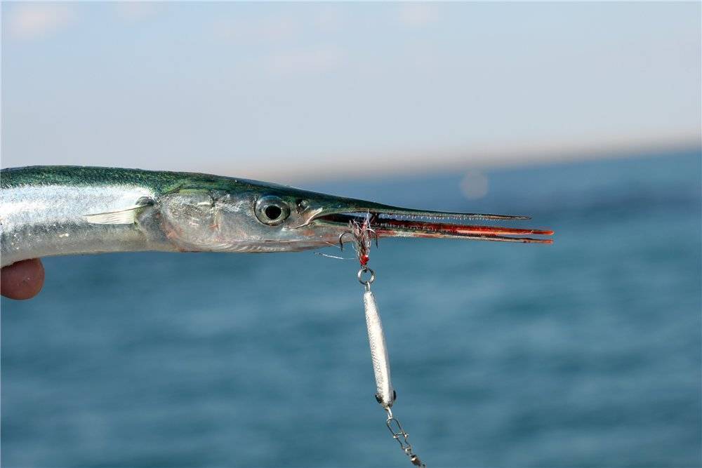 Рыбалка на черноморского саргана. как ловить саргана?