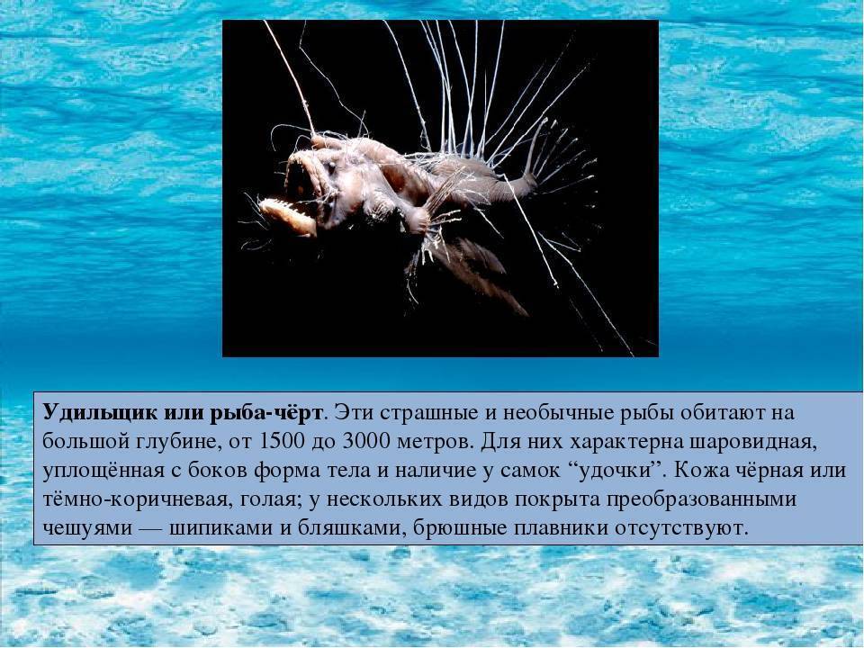 Морские черти (удильщики): описание рыбы, где водится, чем питается