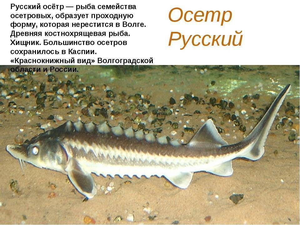 Рыба «верхогляд» фото и описание