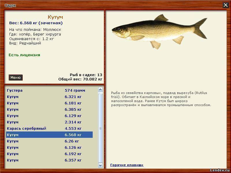 Рыба вырезуб: фото и описание, где водится, рыбалка на вырезуба
