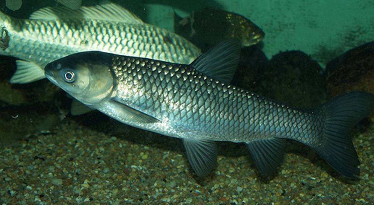 Рыба «осётр амурский» фото и описание