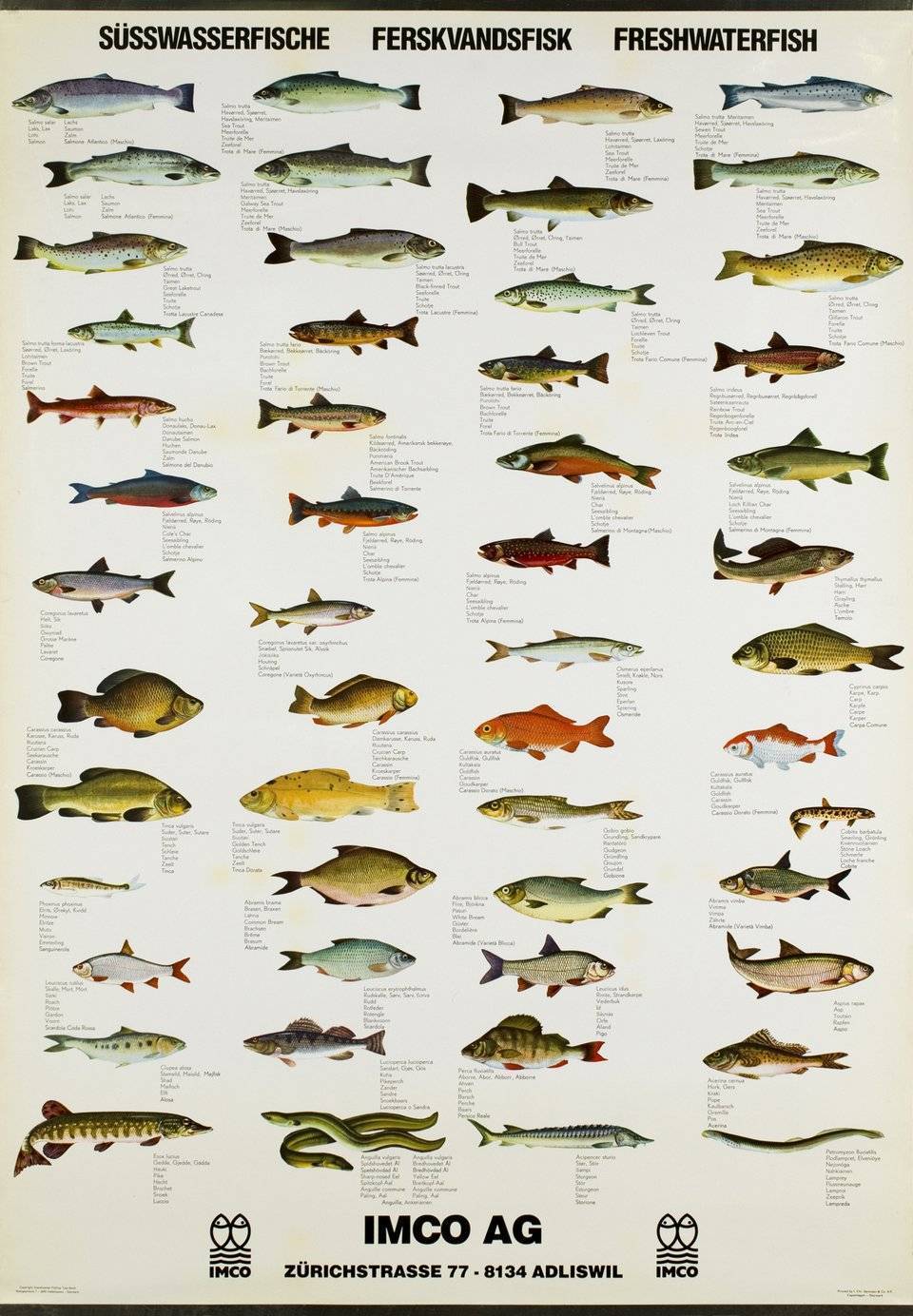 Рыба «лаврак японский» фото и описание