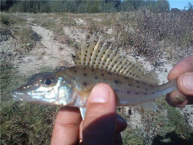 Рыба «ёрш-скорпена черноморский» фото и описание
