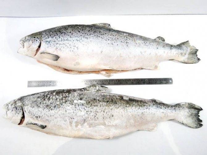 Лосось дунайский фото и описание – каталог рыб, смотреть онлайн