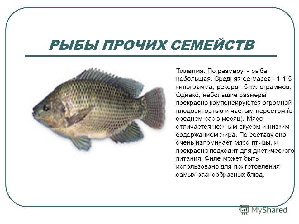 Где водится тилапия в естественной среде обитания? как выращивают тилапию? тилапия - что за рыба?