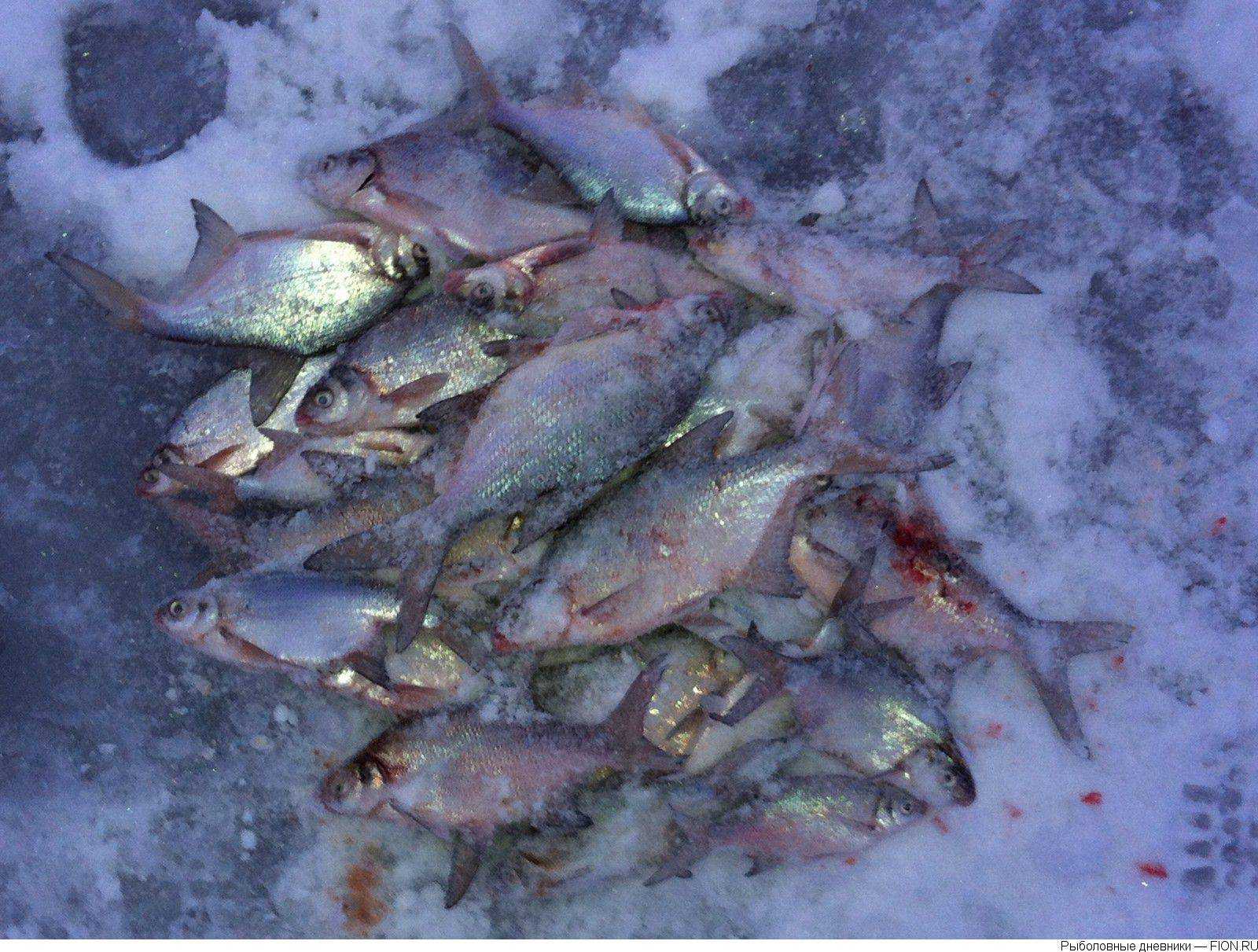 Зимняя и летняя рыбалка на яузском водохранилище — лучшие места для ловли