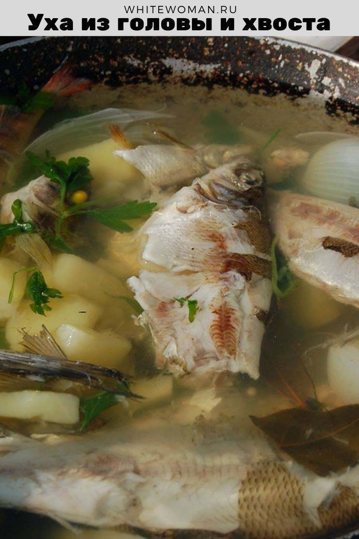 Уха из головы и хвоста форели: этапы приготовления, как сварить классический рыбный суп
