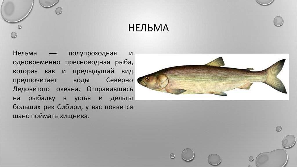 Претендент на место в красной книге рф – рыба муксун