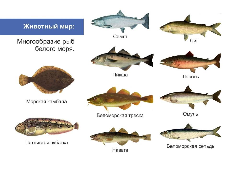 Красноперка — аквариумная рыбка