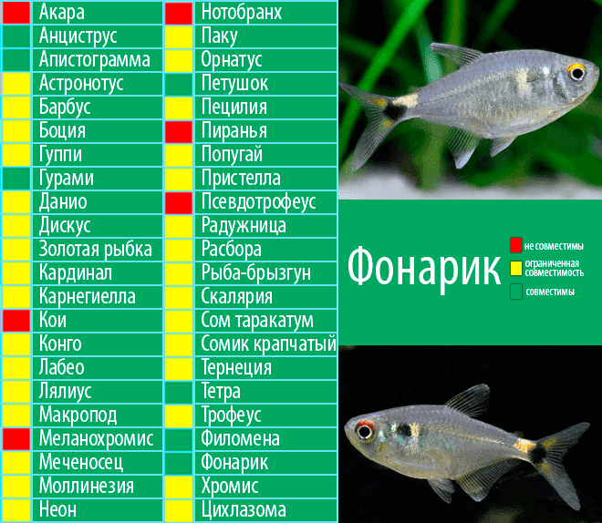 Морские черти (удильщики)