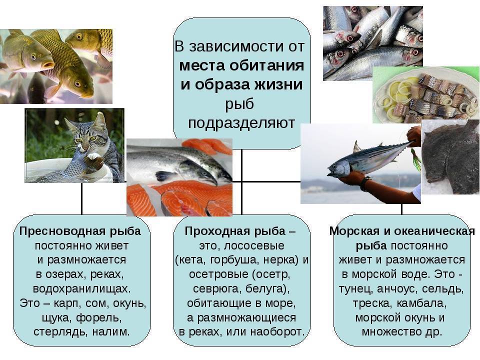 Повадки рыб в августе