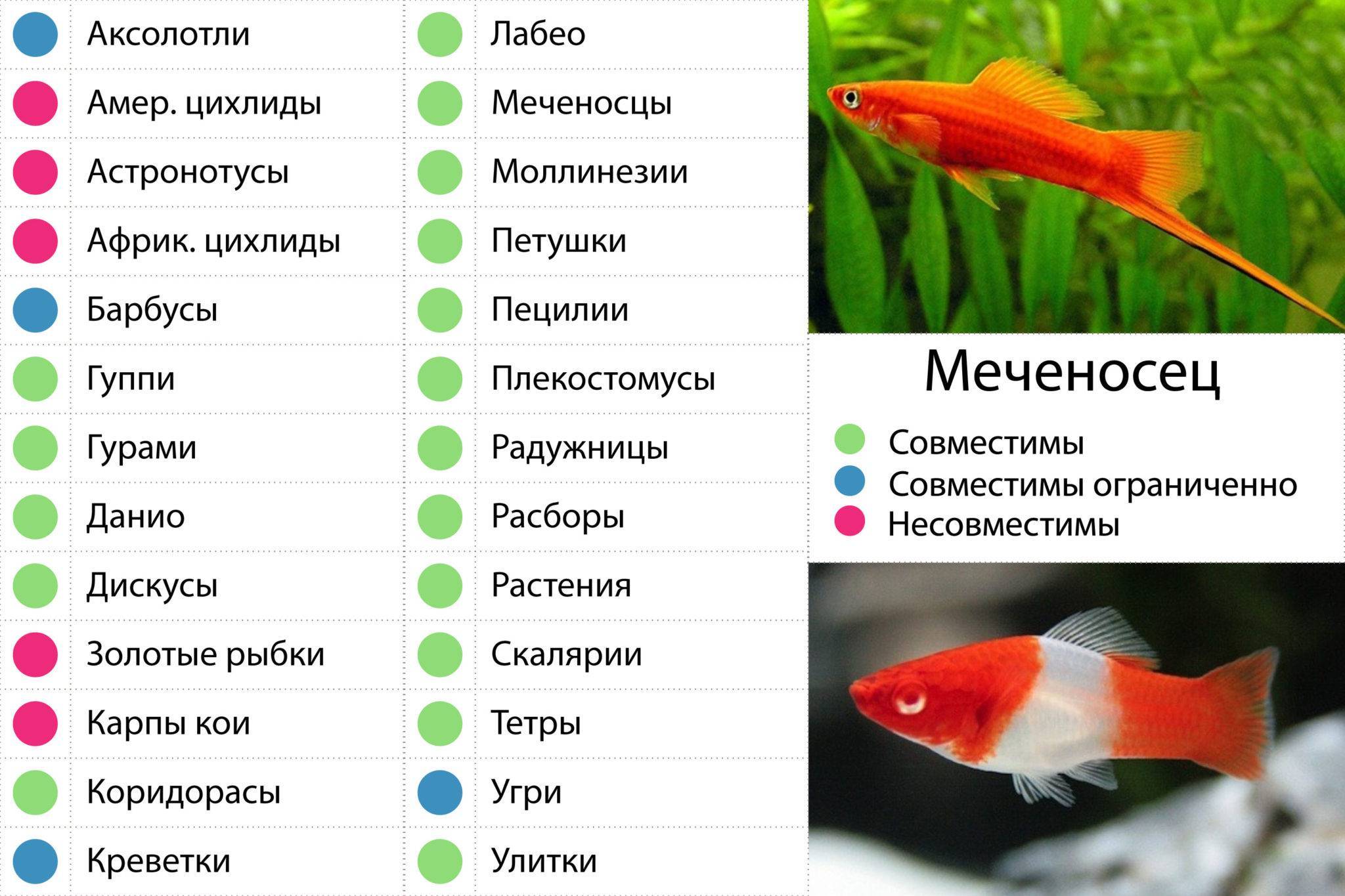 Меченосец: фото рыбки, содержание, разведение, совместимость, видео
меченосец: фото рыбки, содержание, разведение, совместимость, видео