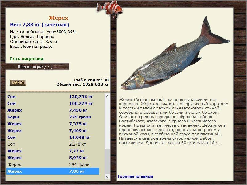Виды морской белой рыбы: полезные свойства, как вкусно приготовить?