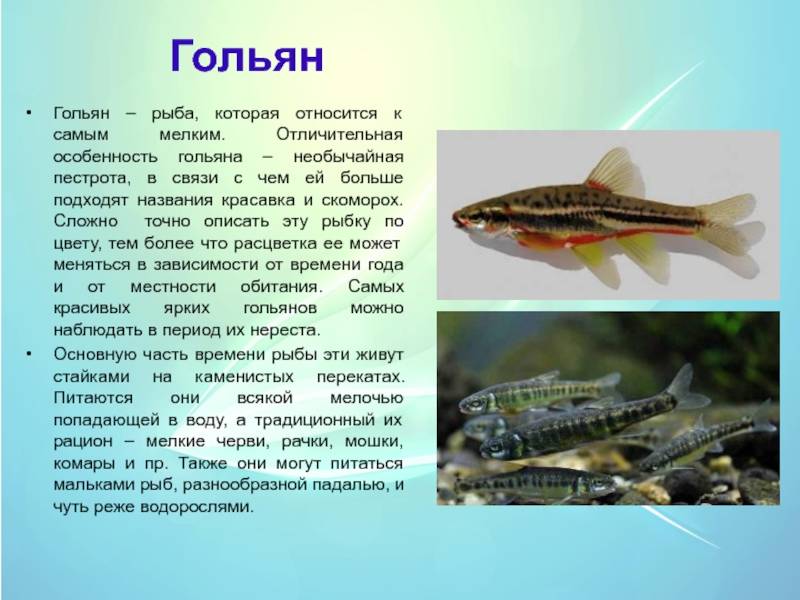 Гальян: описание и повадки, особенности ловли, размножение и нерест рыбы