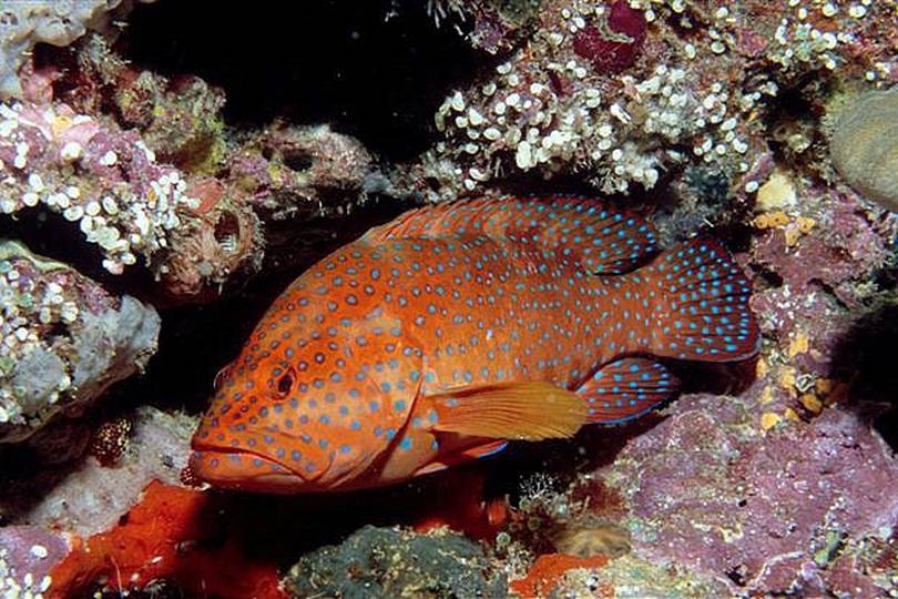 Рыба краснопёрка: описание, виды, образ жизни, среда обитания и размножение