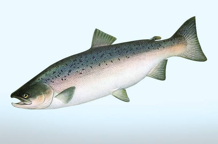 Вишневый лосось или сима - описание рыбы, среда обитания и внешний вид