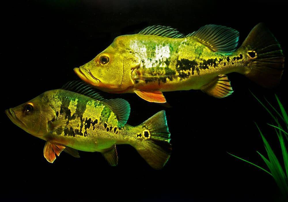 Рыба «басс большеротый» фото и описание