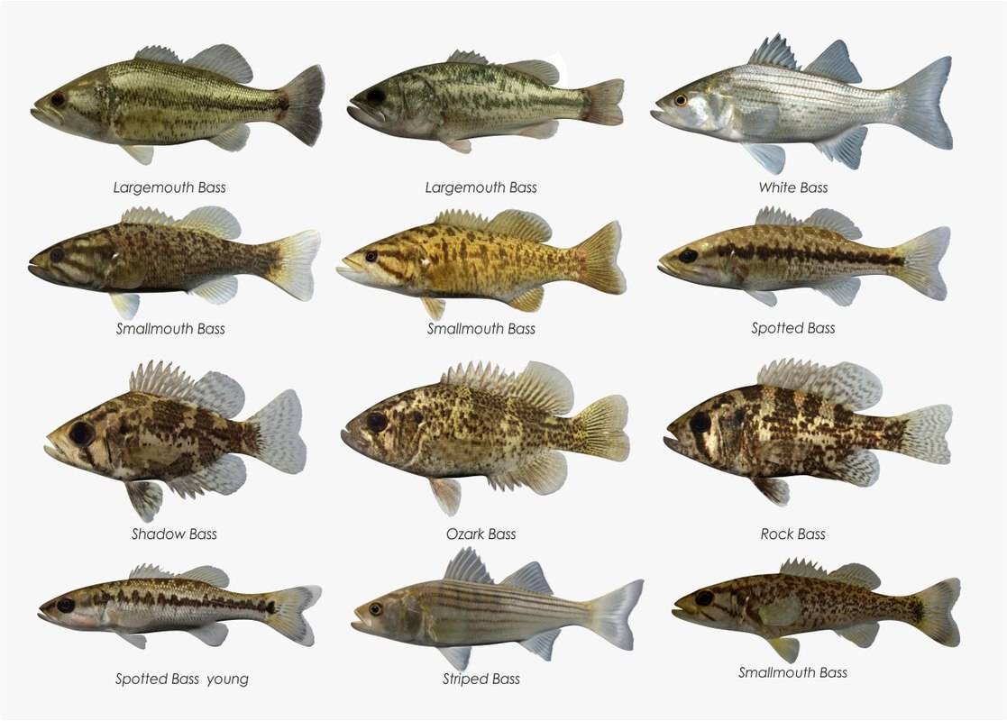 Рыба «басс жёлтый» фото и описание
