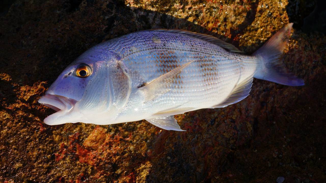 Шип фото и описание – каталог рыб, смотреть онлайн