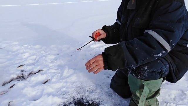 Отчет о рыбалке на волге | рыбалка на волге – рыбалка онлайн